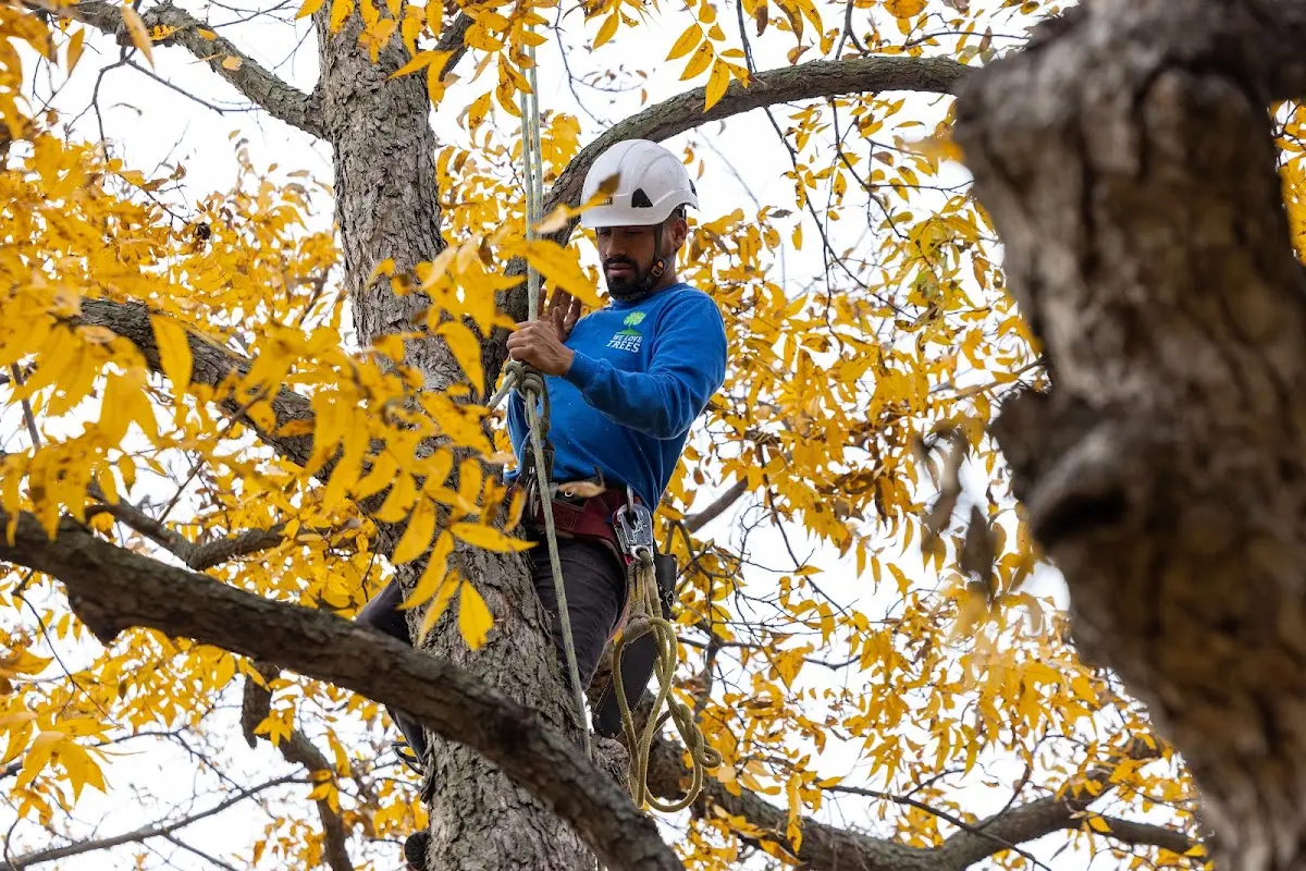 Skilled Tree Planting crew working in Clarksville
